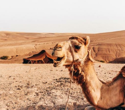 Marrakech Day Trip Marrakech Day Trip